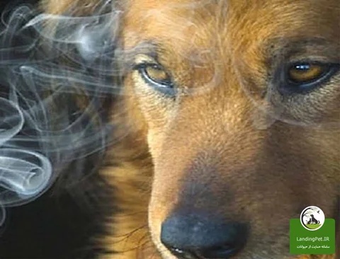 عوارض ناشی از دود سیگار در حیوانات خانگی
