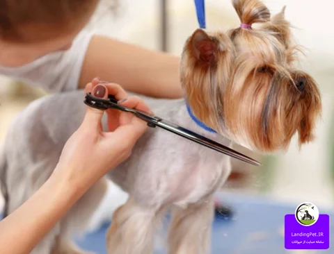 کوتاه کردن موهای سگ در تابستان