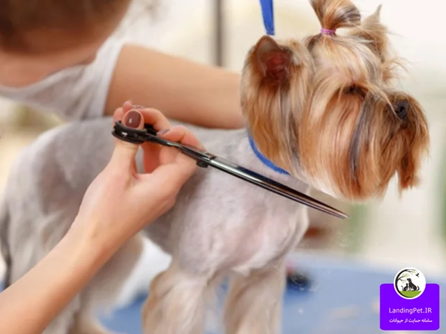 کوتاه کردن موهای سگ در تابستان