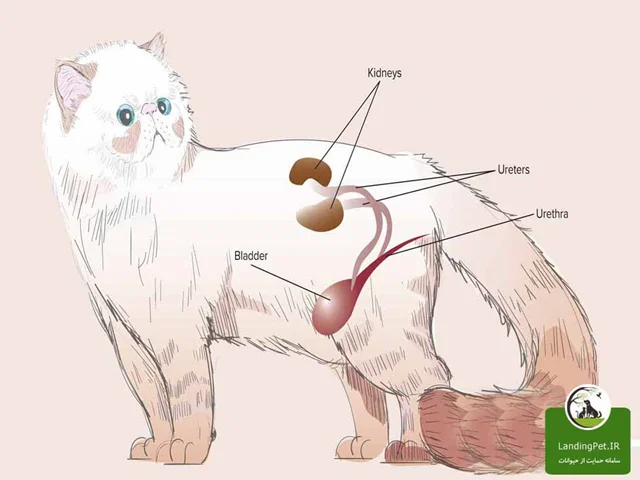 دیابت در گربه ها
